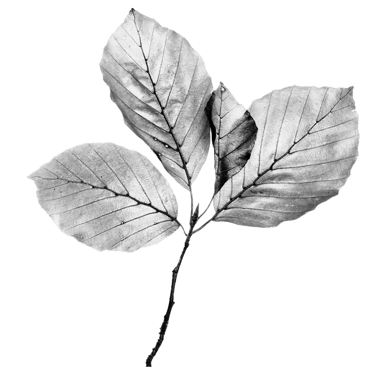 Leaf-full-1280x1280